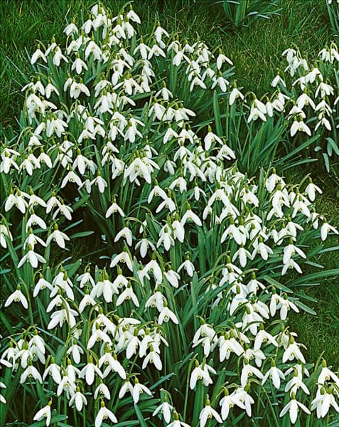 Galanthus elwesii