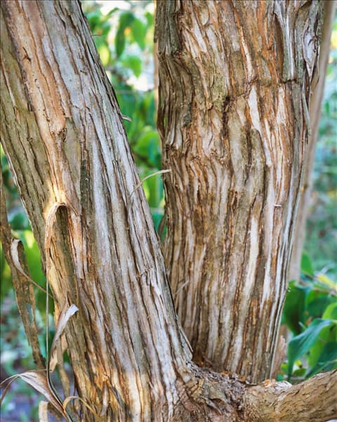 Heptacodium miconioides