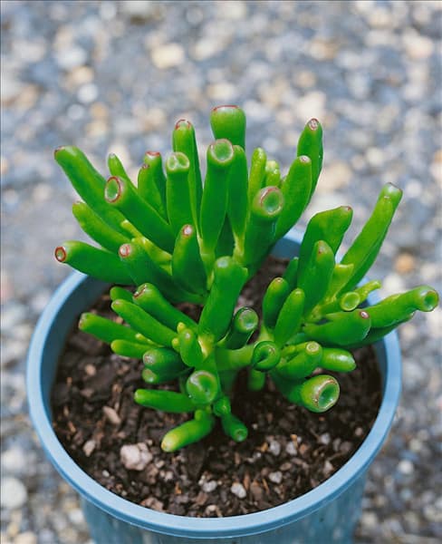 Crassula ovata Gollum