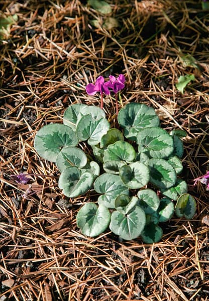 Cyclamen coum Something Magic