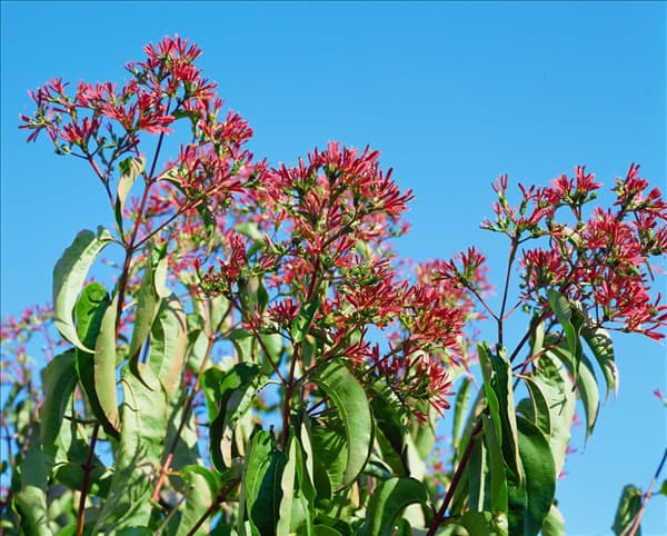 Heptacodium miconioides