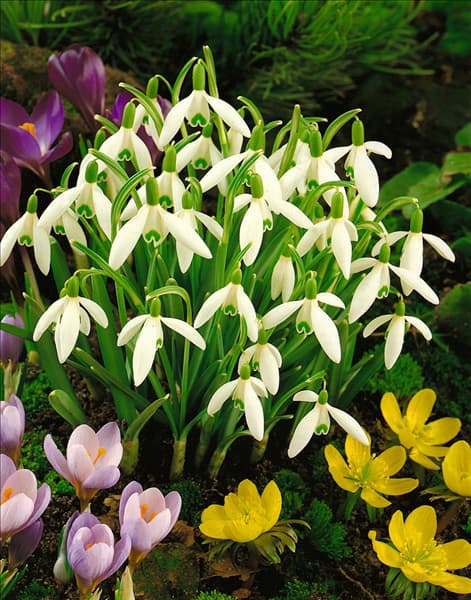 Galanthus elwesii
