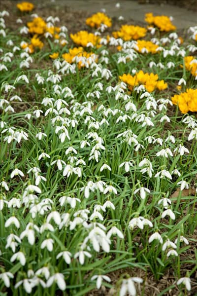 Galanthus elwesii