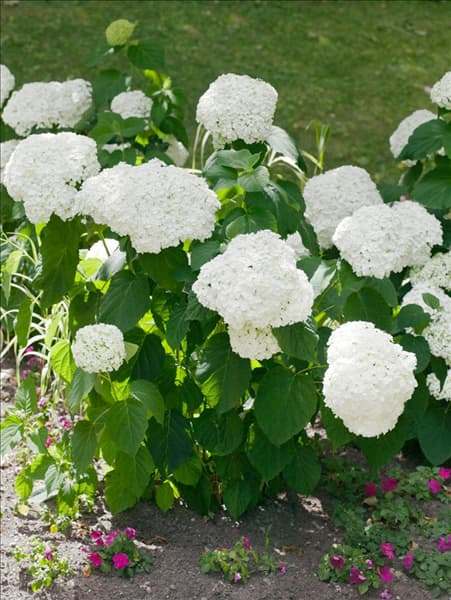 Hydrangea arborescens Abetwo INCREDIBALL