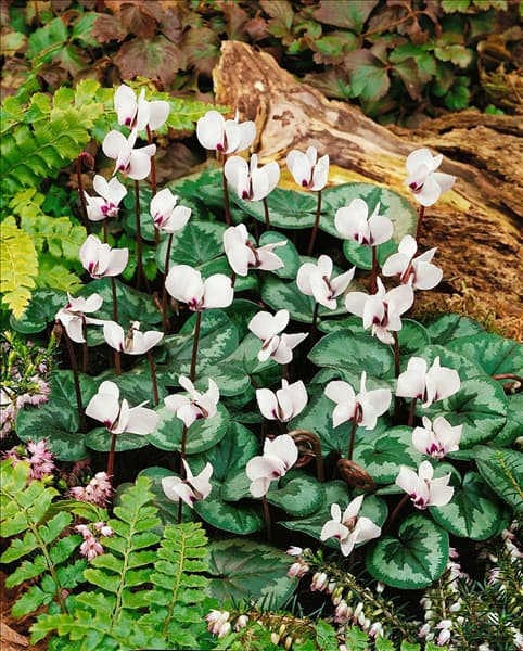 Cyclamen coum Silver Leaf Maurice Dryden