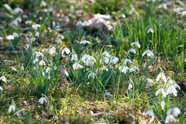 Galanthus elwesii
