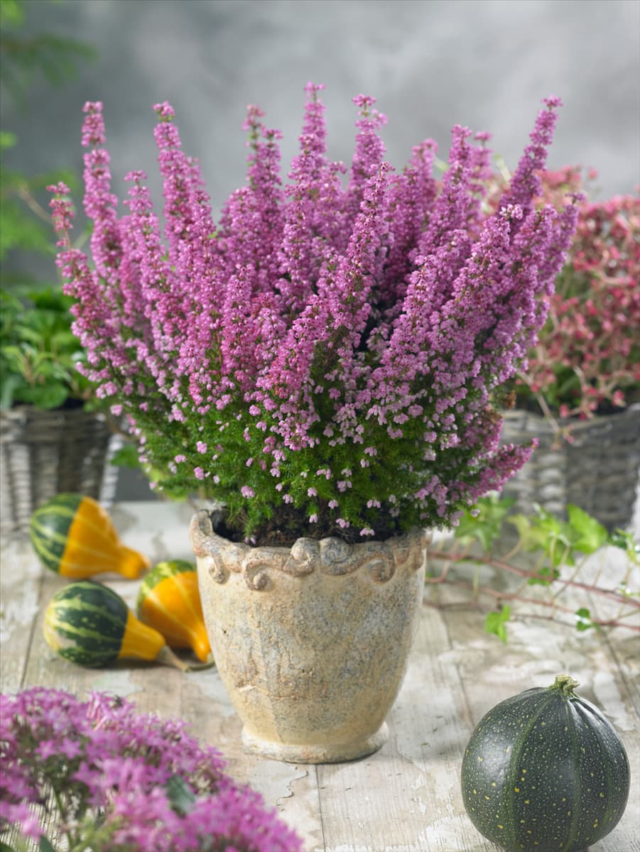 Erica gracilis Beauty Queen