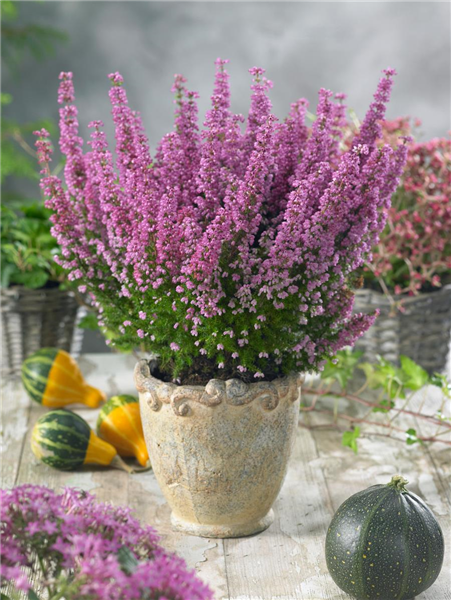 Erica gracilis 'Beauty Queens'®