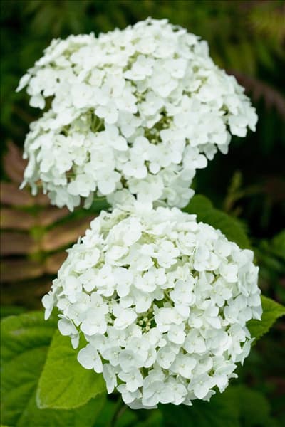 Hydrangea arborescens Abetwo INCREDIBALL