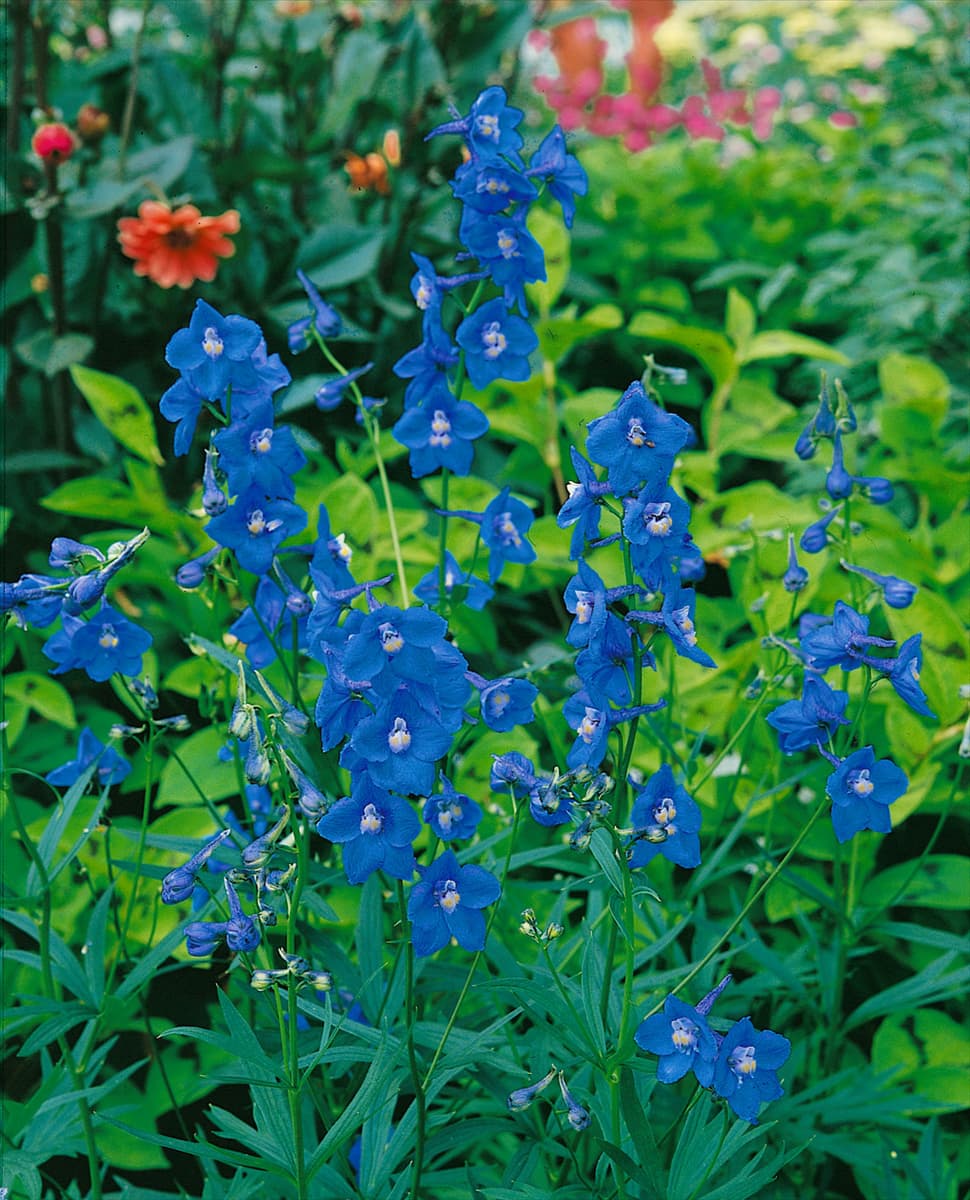 DELPHINIUM belladonna Western Blue