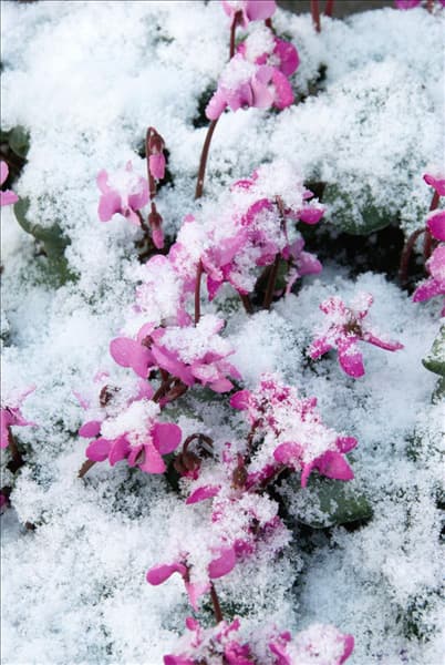 Cyclamen coum im Schnee