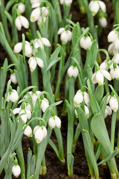 Galanthus elwesii Green Brush