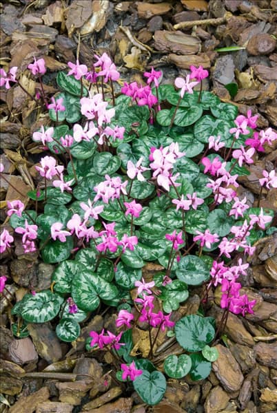 Cyclamen coum