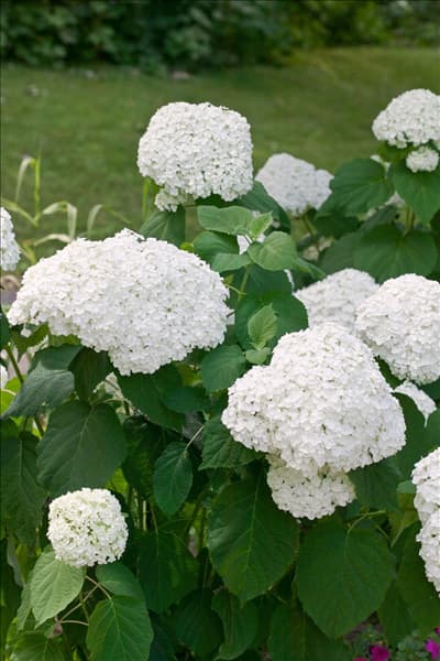 Hydrangea arborescens Abetwo INCREDIBALL