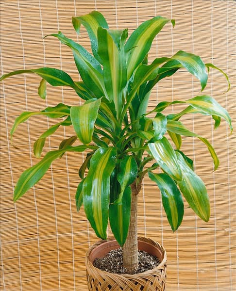 Dracaena fragrans Massangeana