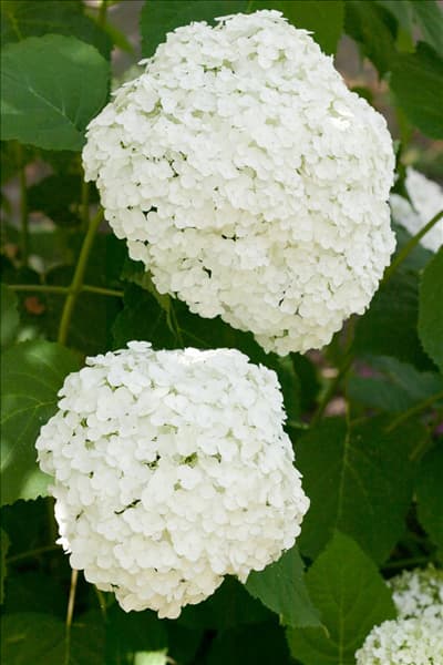 Hydrangea arborescens Abetwo INCREDIBALL