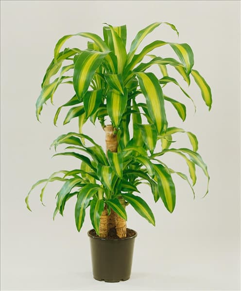 Dracaena fragrans Massengeana