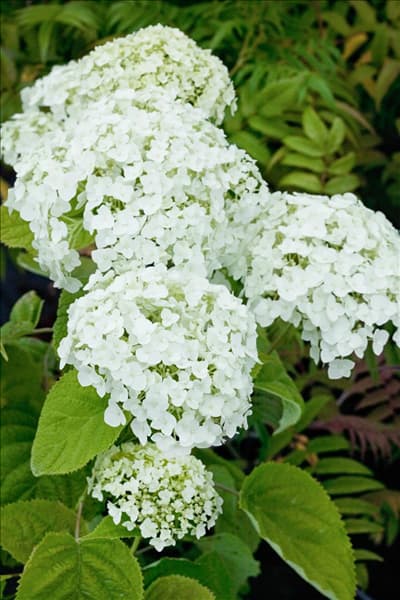 Hydrangea arborescens Abetwo INCREDIBALL
