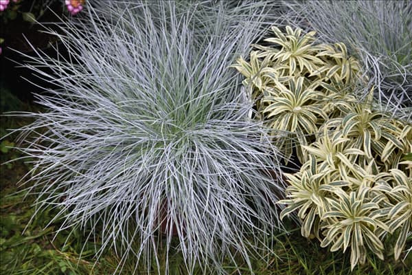 Festuca glauca INTENS BLUE