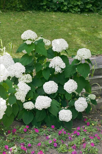 Hydrangea arborescens Abetwo INCREDIBALL