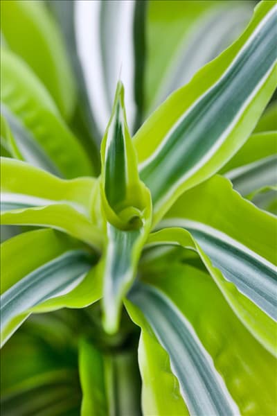 Dracaena fragrans Massangeana
