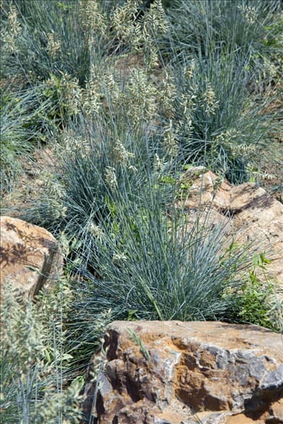 Festuca glauca