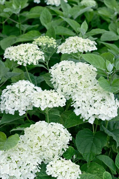 Hydrangea arborescens Abetwo INCREDIBALL