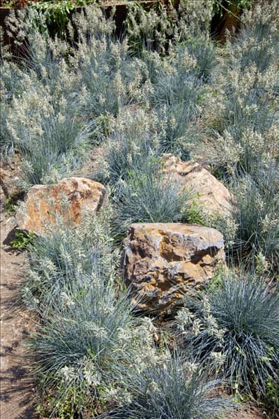 Festuca glauca