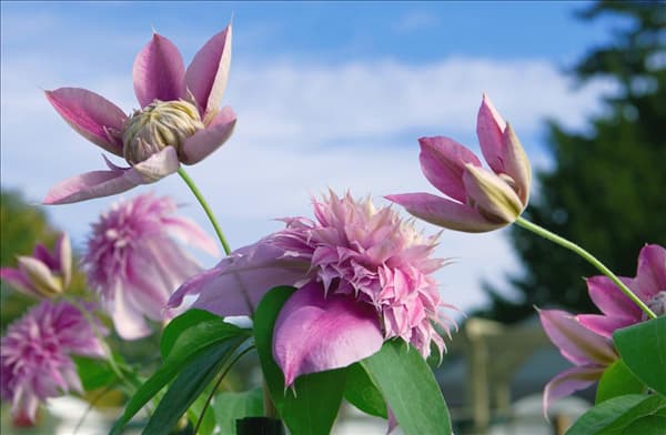 Clematis Josephine (R)