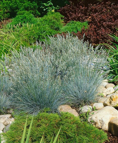 Festuca glauca