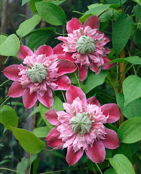Clematis Josephine (R)