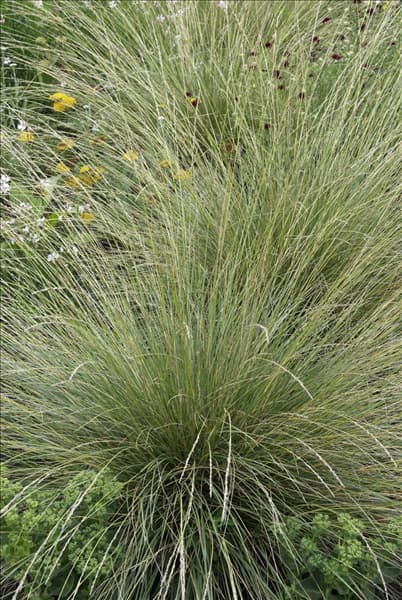 Festuca glauca