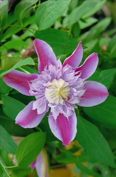 Clematis Josephine (R)