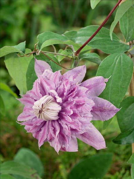 Clematis Josephine (R)