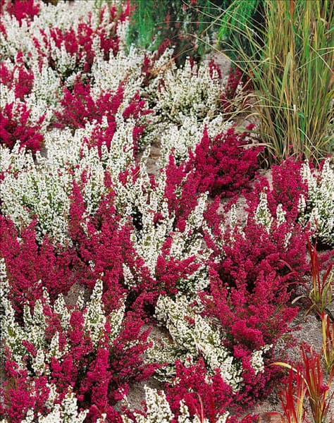 Erica gracilis mixed