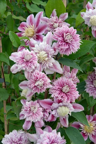 Clematis Josephine (R)