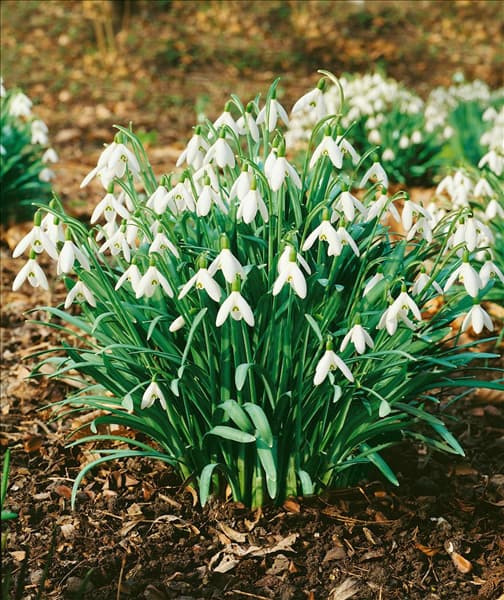 Galanthus nivalis