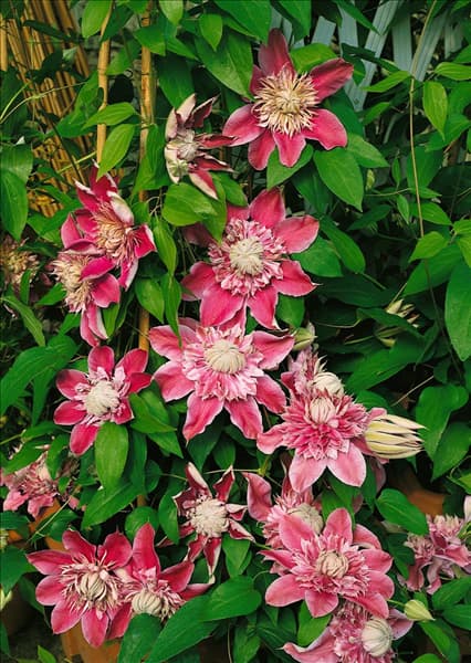 Clematis Josephine (R)