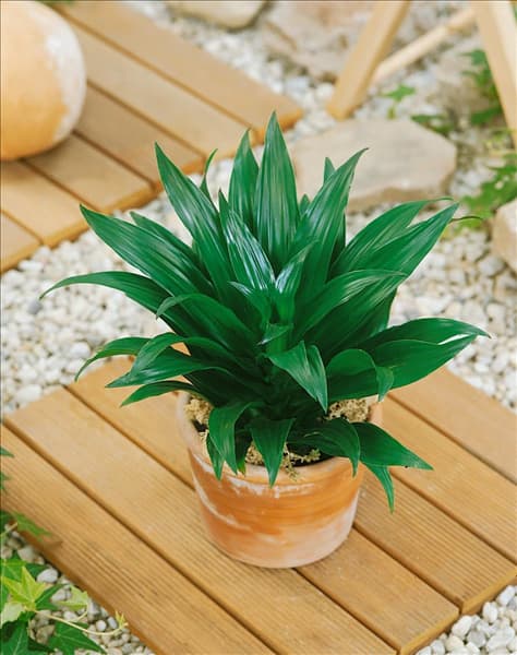 Dracaena deremenis Compacta