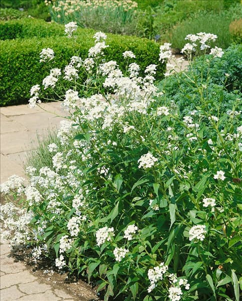 HESPERIS MATRONALIS