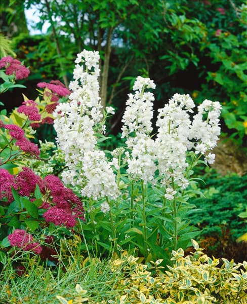 HESPERIS MATRONALIS FLORE PLENO