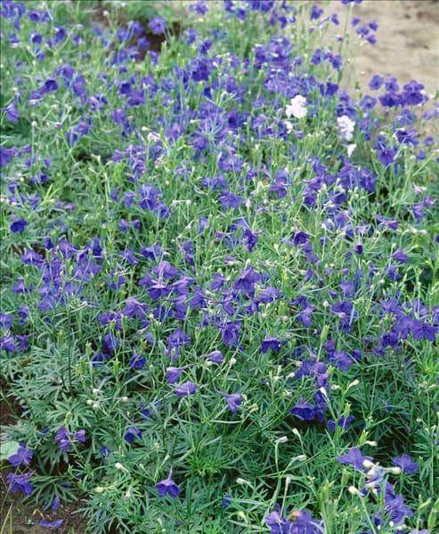 DELPHINIUM BLAUER ZWERG