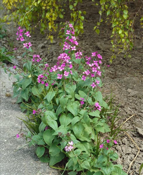 HESPERIS MATRONALIS