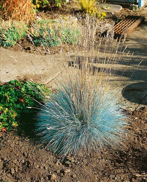 Festuca glauca Elijah Blue