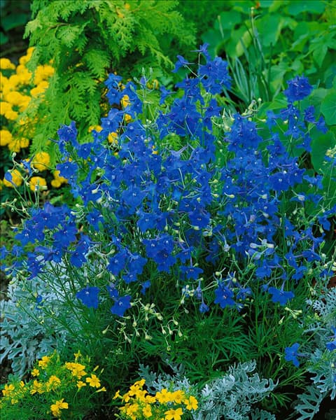 DELPHINIUM BLAUER ZWERG