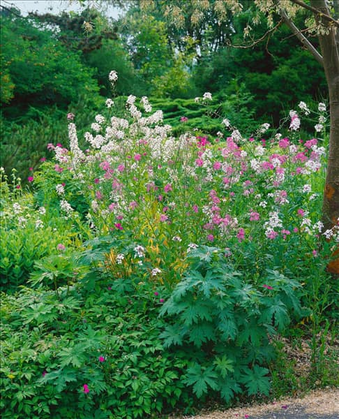HESPERIS MATRONALIS ALBA