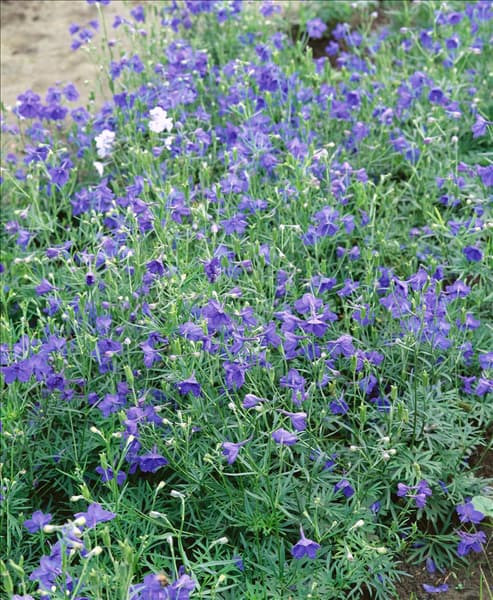 Delphinium grandiflorum Blauer Zwerg