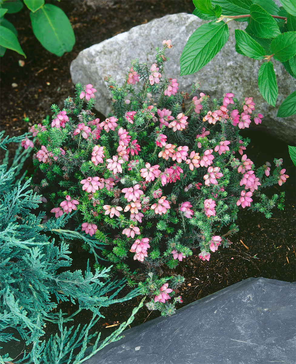 ERICA TETRALIX HOOKSTONE PINK