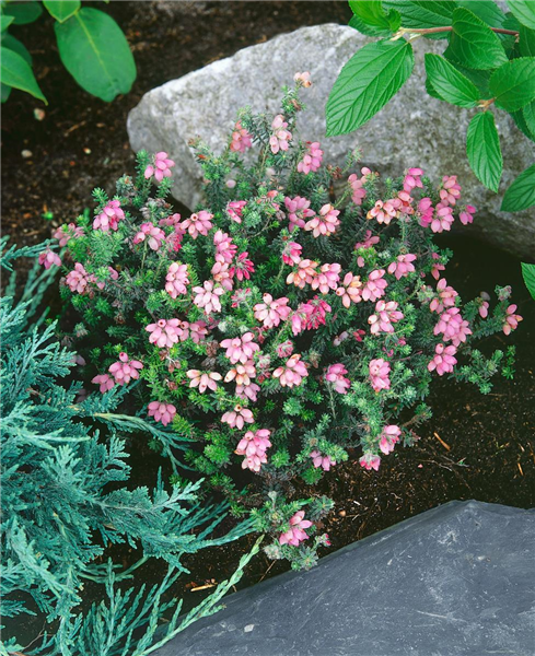 ERICA TETRALIX HOOKSTONE PINK