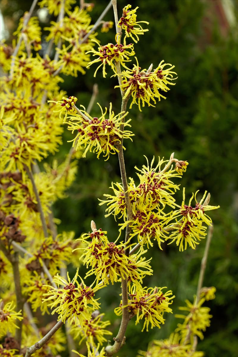Hamamelis x intermedia Westerstede